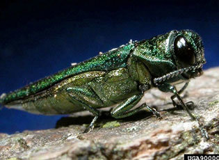 The emerald ash borer, aka Agrilus planipennis, is an invasive species. Nice color, though.